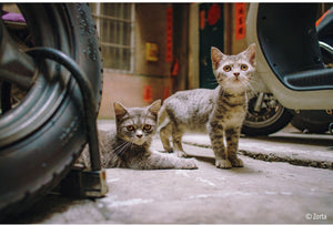 7Artisans AF 18mm f/2 Panc. LITE Sony E