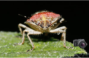 Raynox Dcr 250 Aggiuntivo Macro Made in Japan Foto Intraorali Insetti Dentisti Ecc