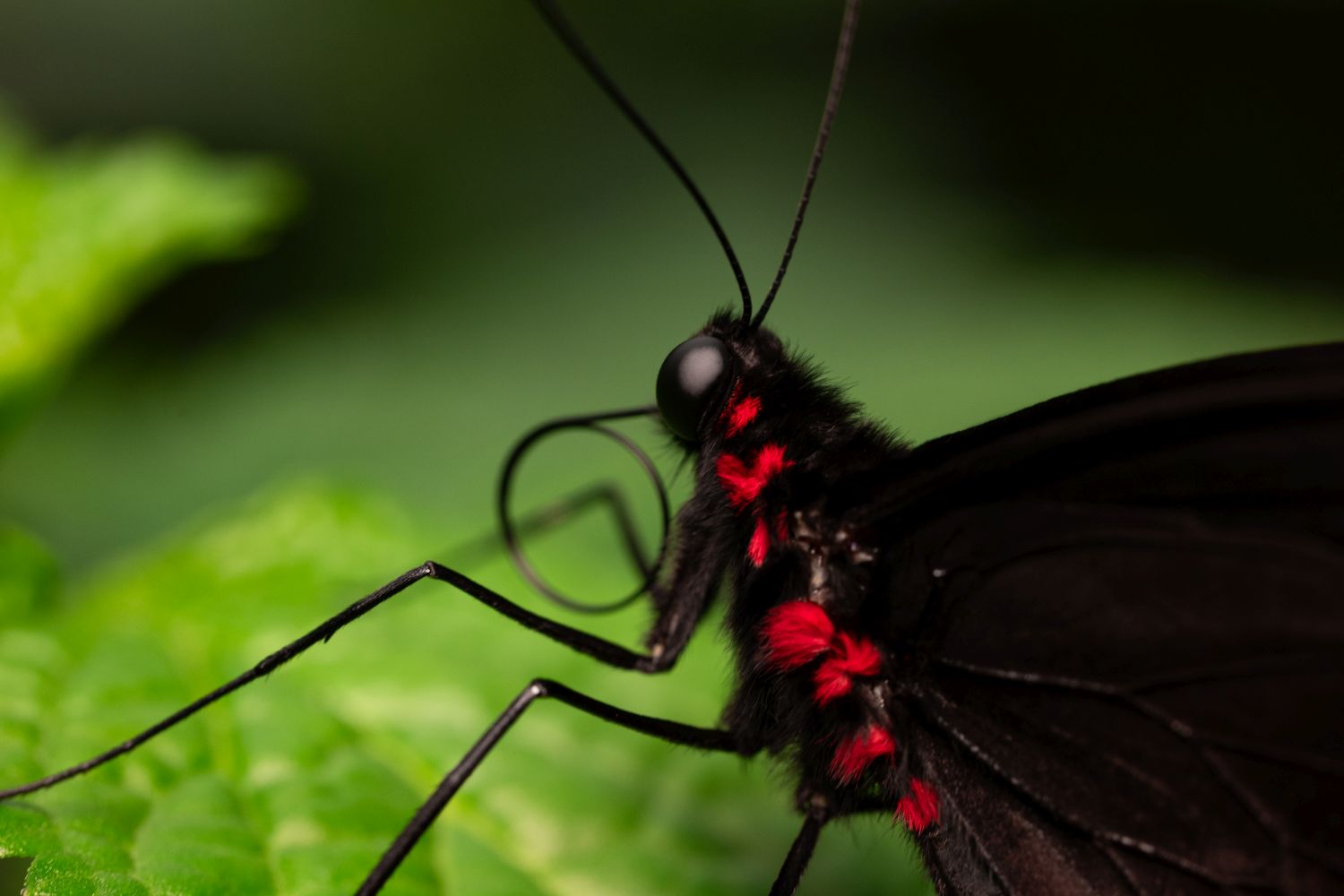 Panasonic Lumix S 100mm f/2.8 Macro