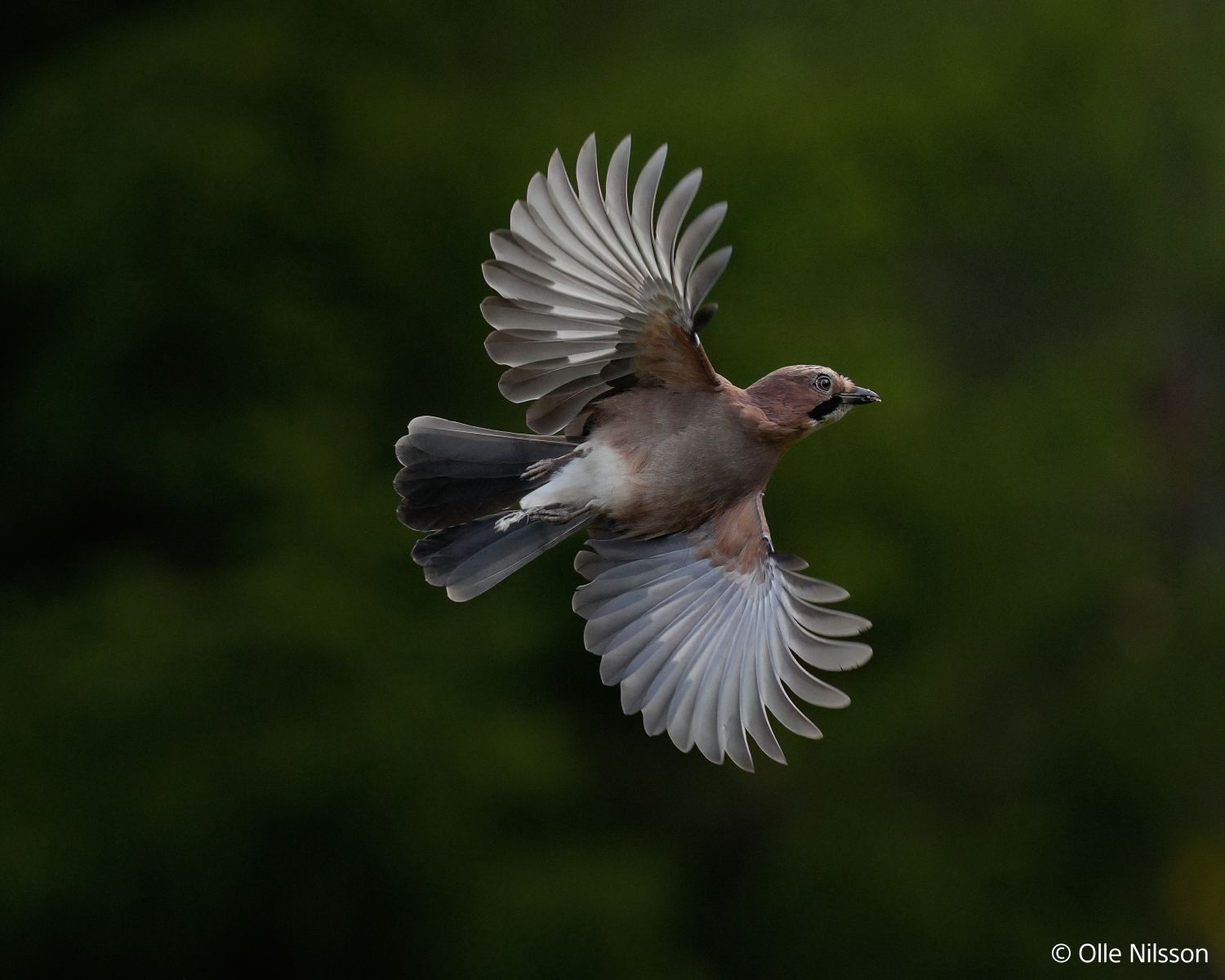 Sony Alpha 1 II SEL 24 105mm f/4 G OSS