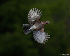 Sony Alpha 1 II SEL 24 105mm f/4 G OSS
