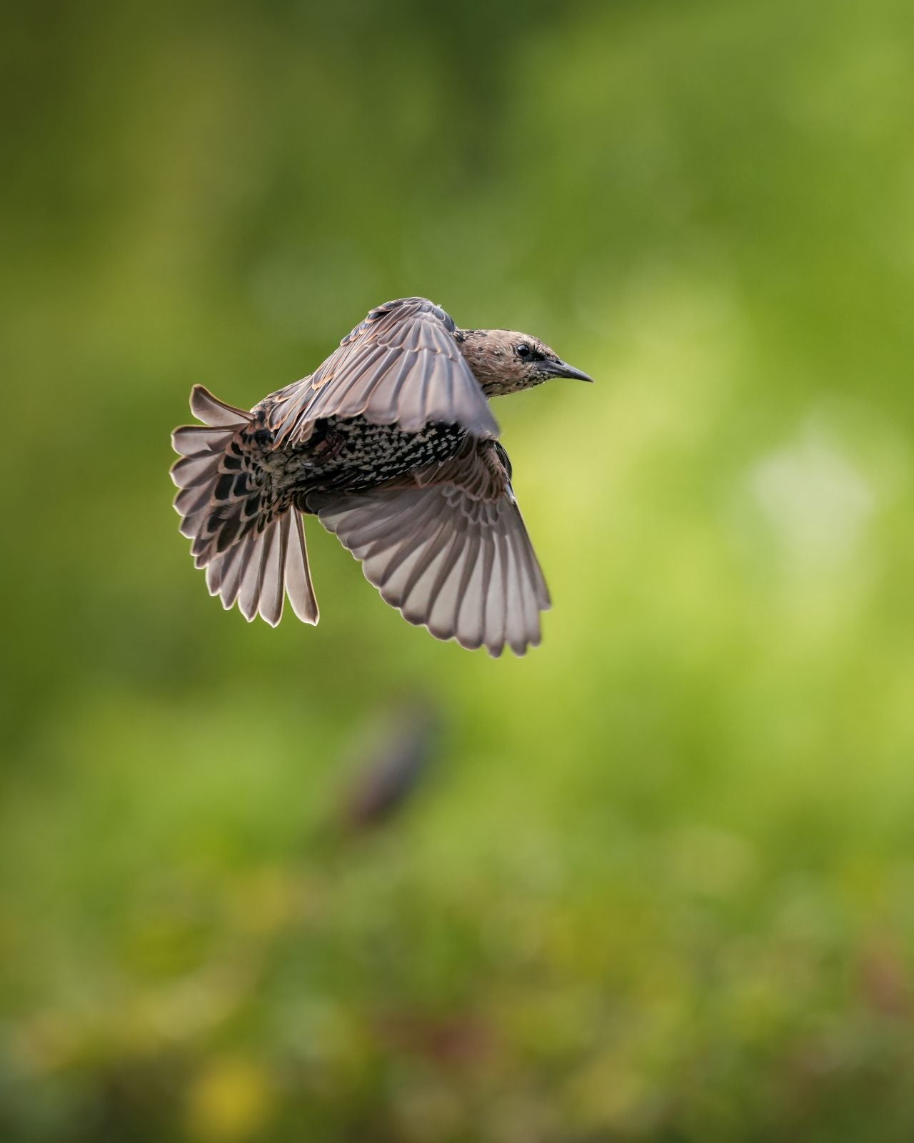 Sony Alpha ILCE-7R V + SEL FE 70-200mm f/2.8 GM II