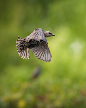 Sony Alpha ILCE-7R V + SEL FE 70-200mm f/2.8 GM II