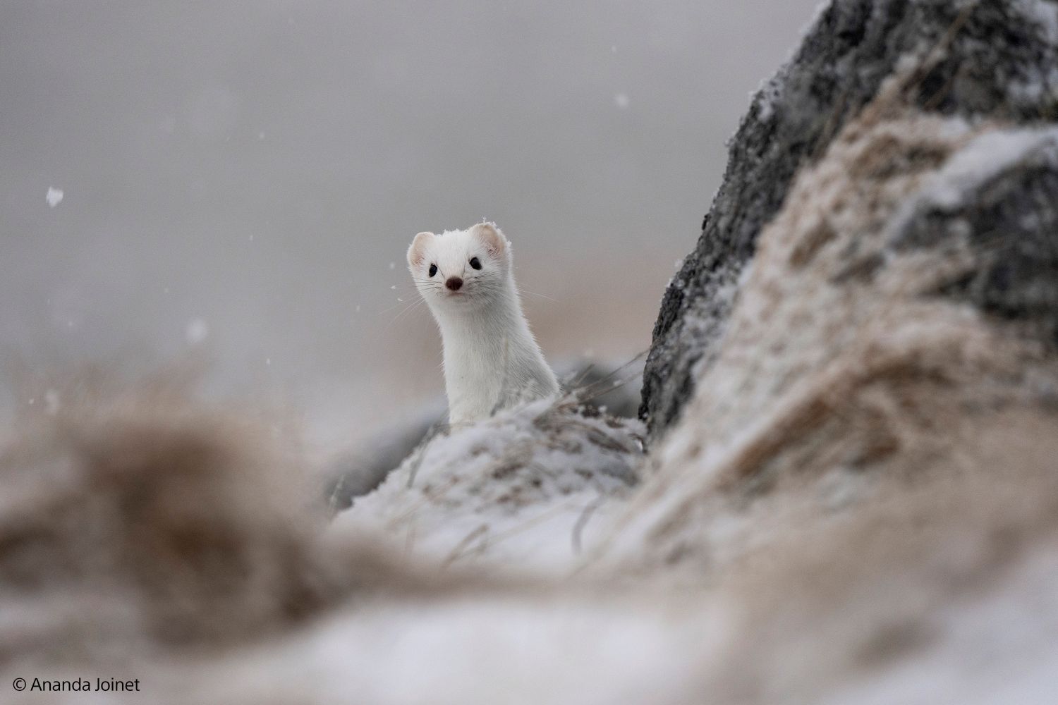 Sony SEL 400-800mm f/6.3-8 G OSS