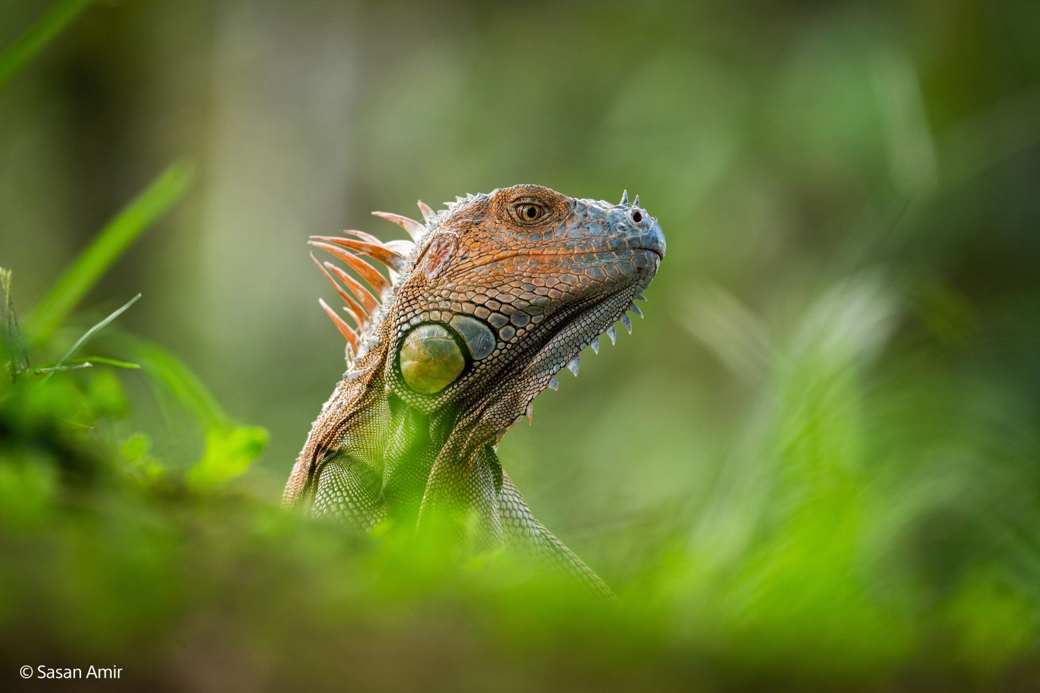 Sony SEL 400-800mm f/6.3-8 G OSS