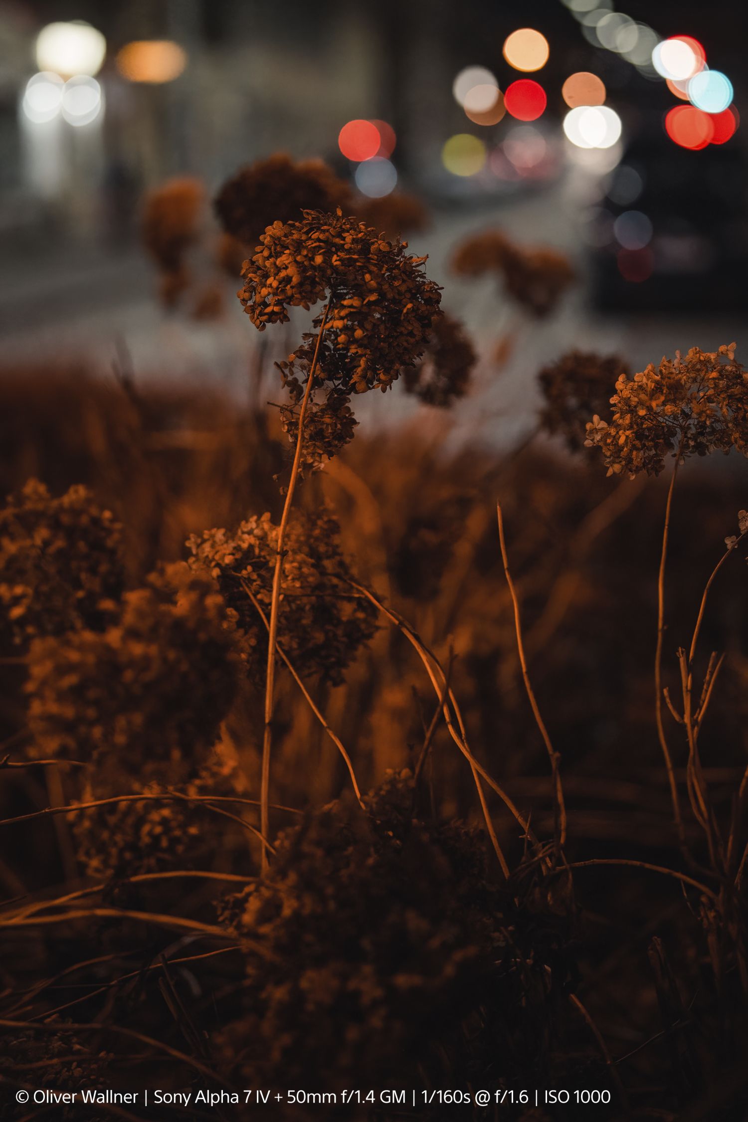 Sony SEL FE 50mm f1.4 GM