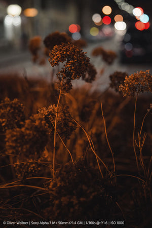 Sony SEL FE 50mm f1.4 GM