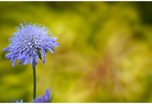 Tokina SZX 400mm f/8.0 Reflex MF EF-M